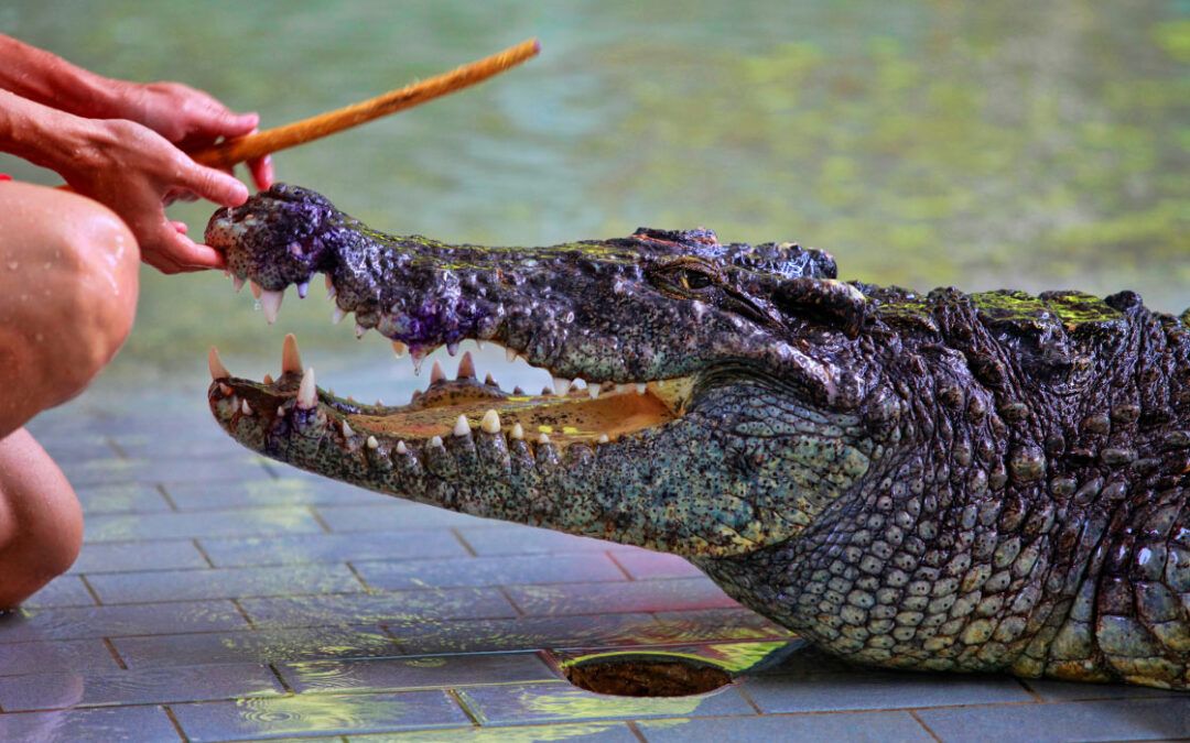 SO, YOU WANT TO WRESTLE AN ALLIGATOR?